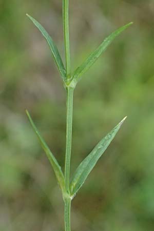 Stellaria graminea \ Gras-Sternmiere, A Bad Leonfelden 11.6.2026