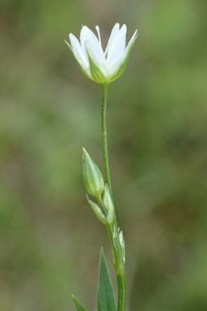 Stellaria graminea \ Gras-Sternmiere, A Bad Leonfelden 11.6.2026