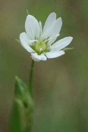 Stellaria graminea \ Gras-Sternmiere, A Bad Leonfelden 11.6.2026