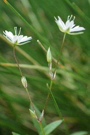Stellaria graminea \ Gras-Sternmiere, A Knittelfeld 17.8.2026