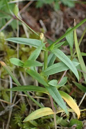 Stellaria graminea \ Gras-Sternmiere, A Knittelfeld 17.8.2026