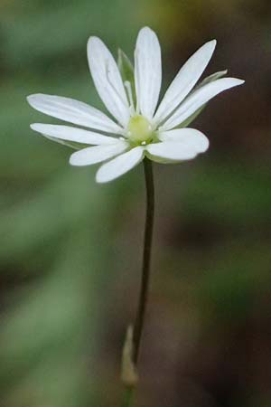 Stellaria graminea \ Gras-Sternmiere, A Knittelfeld 17.8.2026