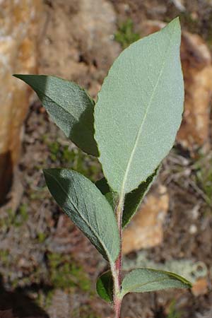 Salix caprea \ Sal-Weide / Goat Willow, A Seetaler Alpen, Zirbitzkogel 28.6.2021