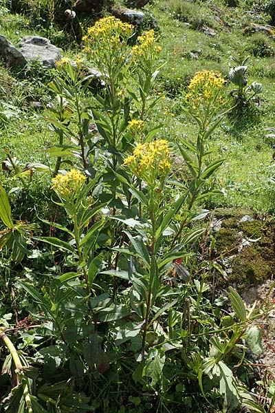 Senecio hercynicus \ Hain-Greiskraut, Harz-Greiskraut / Mountain Woundwort, A Niedere Tauern, Sölk-Pass 26.7.2021