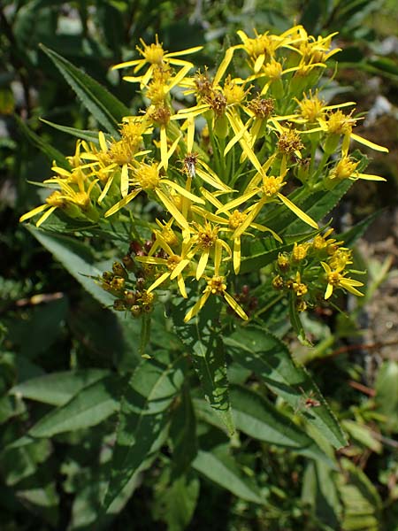 Senecio hercynicus \ Hain-Greiskraut, Harz-Greiskraut / Mountain Woundwort, A Niedere Tauern, Sölk-Pass 26.7.2021