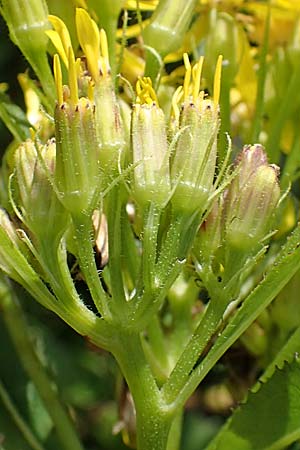 Senecio hercynicus \ Hain-Greiskraut, Harz-Greiskraut / Mountain Woundwort, A Niedere Tauern, Sölk-Pass 26.7.2021