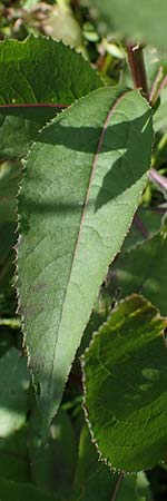 Senecio hercynicus \ Hain-Greiskraut, Harz-Greiskraut / Mountain Woundwort, A Niedere Tauern, Sölk-Pass 26.7.2021