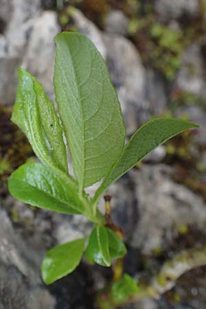 Salix appendiculata \ Schlucht-Weide / Large-Leaved Willow, A Türnitz 6.5.2022