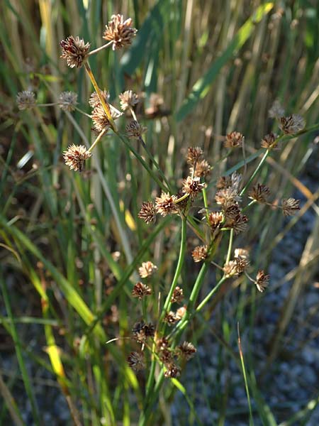 Juncus articulatus \ Glieder-Binse, Glanzfrchtige Binse / Jointlead Rush, A Seewinkel, Apetlon 23.9.2022