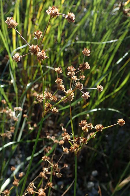 Juncus articulatus \ Glieder-Binse, Glanzfrchtige Binse / Jointlead Rush, A Seewinkel, Apetlon 23.9.2022