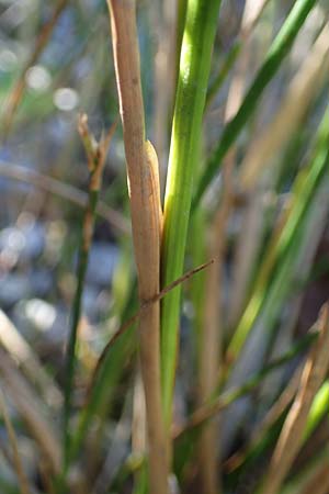 Juncus articulatus \ Glieder-Binse, Glanzfrchtige Binse / Jointlead Rush, A Seewinkel, Apetlon 23.9.2022
