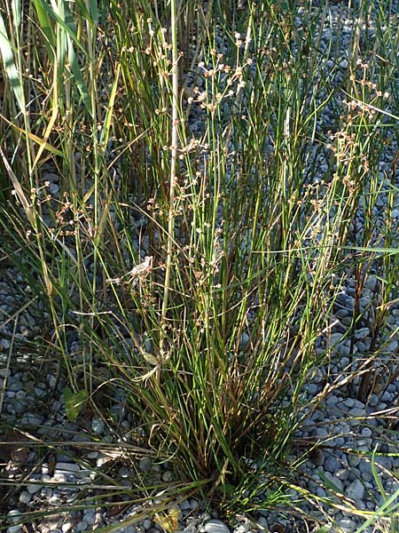 Juncus articulatus \ Glieder-Binse, Glanzfrchtige Binse / Jointlead Rush, A Seewinkel, Apetlon 23.9.2022