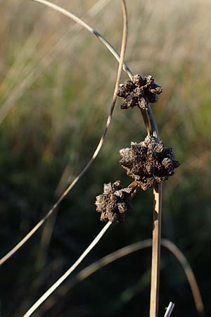 Scirpoides holoschoenus \ Kugelbinse / Round-Headed Club-Rush, A Seewinkel, Illmitz 23.9.2022