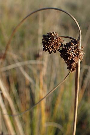 Scirpoides holoschoenus \ Kugelbinse / Round-Headed Club-Rush, A Seewinkel, Illmitz 23.9.2022