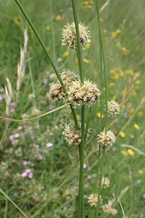Scirpoides holoschoenus \ Kugelbinse / Round-Headed Club-Rush, A Weiden am Neusiedler See 11.7.2023