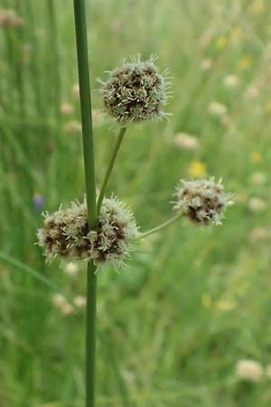 Scirpoides holoschoenus \ Kugelbinse / Round-Headed Club-Rush, A Weiden am Neusiedler See 11.7.2023