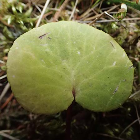 Soldanella major \ Ungarn-Soldanelle, Gro&szlig;e Soldanelle / Large Snowbell, A Kirchberg am Wechsel 12.5.2025
