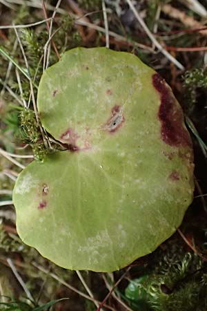 Soldanella major \ Ungarn-Soldanelle, Gro&szlig;e Soldanelle / Large Snowbell, A Kirchberg am Wechsel 12.5.2025