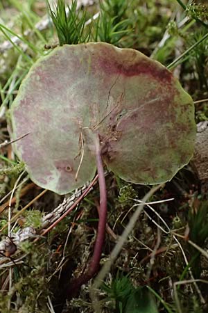 Soldanella major \ Ungarn-Soldanelle, Gro&szlig;e Soldanelle / Large Snowbell, A Kirchberg am Wechsel 12.5.2025