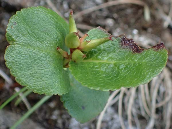 Salix herbacea \ Kraut-Weide / Dwarf Willow, Snowbed Willow, A Kolm Saigurn 2.7.2025
