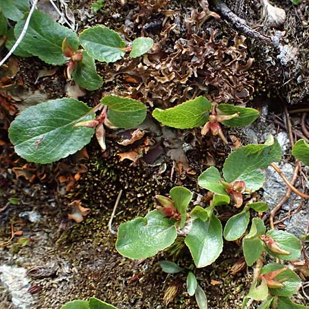 Salix herbacea \ Kraut-Weide / Dwarf Willow, Snowbed Willow, A Kolm Saigurn 2.7.2025
