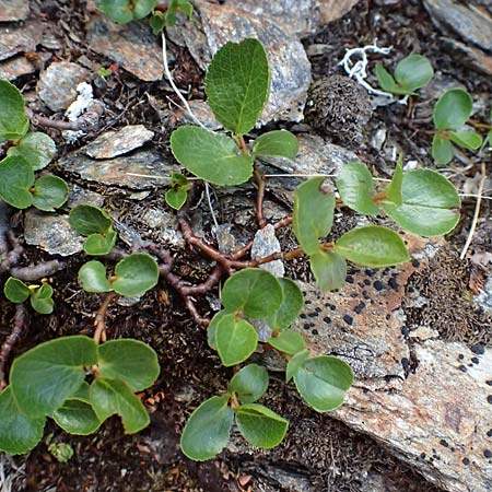 Salix herbacea \ Kraut-Weide / Dwarf Willow, Snowbed Willow, A Kolm Saigurn 2.7.2025