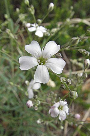 Gypsophila repens \ Kriechendes Gipskraut / Alpine Gypsophila, A Lechtal, Forchach 27.5.2007