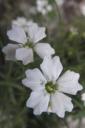 Silene pusilla \ Vierzhniger Strahlensame, Kleines Leimkraut / Alpine Catchfly, A Kärnten/Carinthia, Petzen 21.7.2007