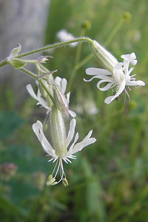 Silene nutans \ Nickendes Leimkraut / Nottingham Catchfly, A Kärnten/Carinthia, Hochobir 1.7.2010