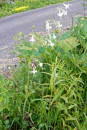 Silene nutans \ Nickendes Leimkraut / Nottingham Catchfly, A Kärnten/Carinthia, Hochobir 1.7.2010