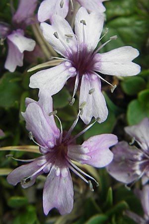 Silene acaulis \ Stngelloses Leimkraut, Kalk-Polsternelke / Moss Campion, A Kärnten/Carinthia, Petzen 2.7.2010
