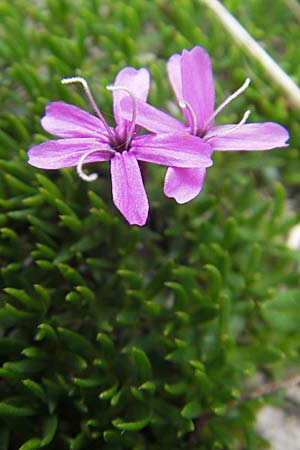 Silene acaulis \ Stngelloses Leimkraut, Kalk-Polsternelke / Moss Campion, A Kärnten/Carinthia, Petzen 2.7.2010