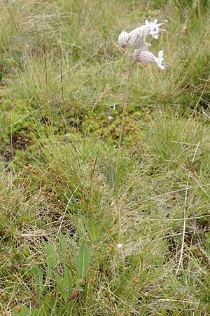 Silene vulgaris subsp. vulgaris \ Gewhnliches Leimkraut, Taubenkropf-Leimkraut / Bladder Campion, A Kärnten/Carinthia, Koralpe 9.8.2016