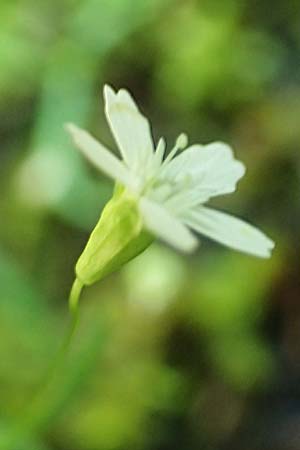 Silene pusilla \ Vierzhniger Strahlensame, Kleines Leimkraut / Alpine Catchfly, A Steiermark, Pernegg-Mixnitz 4.7.2019