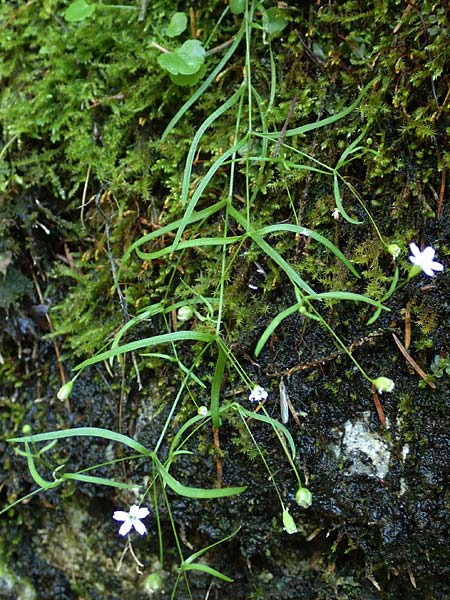 Silene pusilla \ Vierzhniger Strahlensame, Kleines Leimkraut / Alpine Catchfly, A Steiermark, Pernegg-Mixnitz 4.7.2019