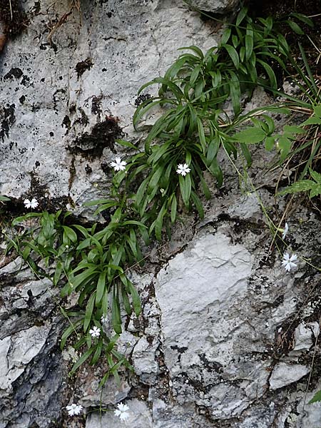 Silene pusilla \ Vierzhniger Strahlensame, Kleines Leimkraut / Alpine Catchfly, A Steiermark, Pernegg-Mixnitz 4.7.2019