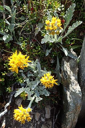 Senecio incanus subsp. carniolicus \ Krainer Greiskraut / Carniolan Ragwort, A Nockberge, Klomnock 10.7.2019