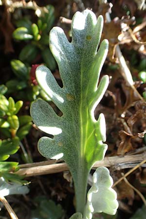 Senecio incanus subsp. carniolicus \ Krainer Greiskraut / Carniolan Ragwort, A Nockberge, Klomnock 10.7.2019