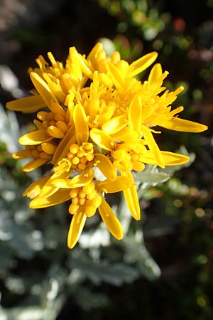 Senecio incanus subsp. carniolicus \ Krainer Greiskraut / Carniolan Ragwort, A Nockberge, Klomnock 10.7.2019