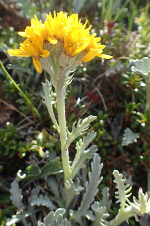 Senecio incanus subsp. carniolicus \ Krainer Greiskraut / Carniolan Ragwort, A Nockberge, Klomnock 10.7.2019