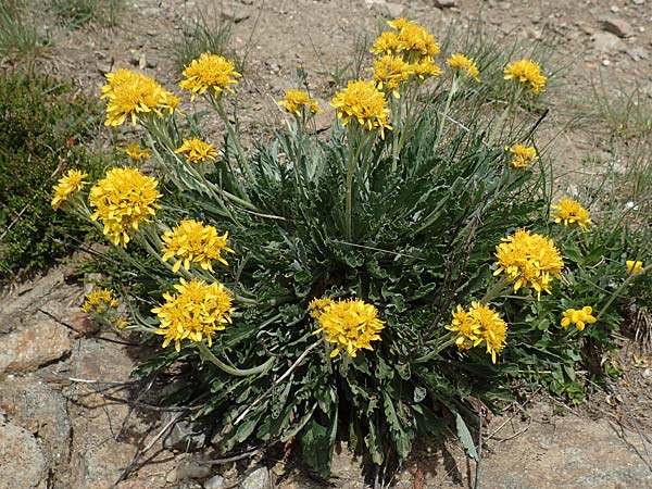 Senecio incanus subsp. carniolicus \ Krainer Greiskraut / Carniolan Ragwort, A Osttirol, Golzentipp 11.7.2019
