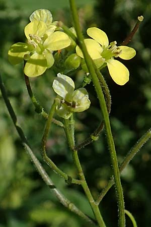 Sisymbrium orientale \ Orientalische Rauke / Eastern Rocket, A Weikersdorf am Steinfeld 2.7.2020