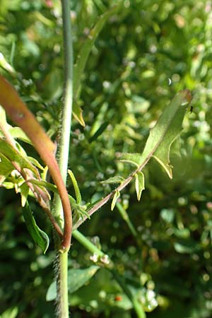 Sisymbrium orientale \ Orientalische Rauke / Eastern Rocket, A Weikersdorf am Steinfeld 2.7.2020