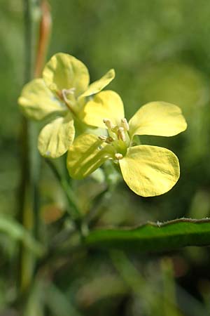 Sisymbrium orientale \ Orientalische Rauke / Eastern Rocket, A Weikersdorf am Steinfeld 2.7.2020