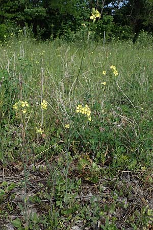 Sisymbrium orientale \ Orientalische Rauke / Eastern Rocket, A Seewinkel, Podersdorf 9.5.2022