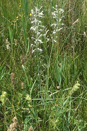 Silene multiflora \ Vielbl&uuml;tige Lichtnelke / Many-Flowered Catchfly, A Seewinkel, Podersdorf 11.7.2023