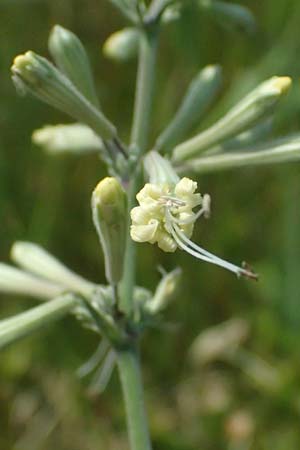 Silene multiflora \ Vielbl&uuml;tige Lichtnelke / Many-Flowered Catchfly, A Seewinkel, Podersdorf 11.7.2023