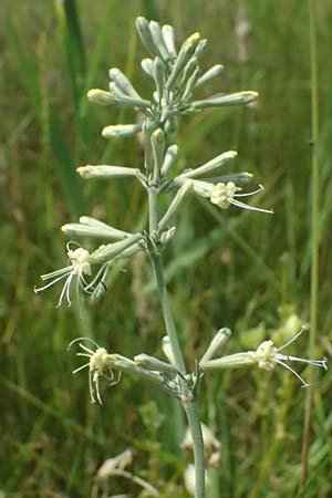 Silene multiflora \ Vielbl&uuml;tige Lichtnelke / Many-Flowered Catchfly, A Seewinkel, Podersdorf 11.7.2023