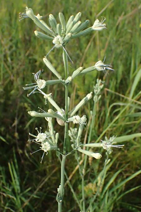 Silene multiflora \ Vielbl&uuml;tige Lichtnelke / Many-Flowered Catchfly, A Seewinkel, Podersdorf 11.7.2023