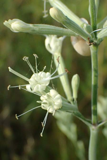 Silene multiflora \ Vielbl&uuml;tige Lichtnelke / Many-Flowered Catchfly, A Seewinkel, Podersdorf 11.7.2023